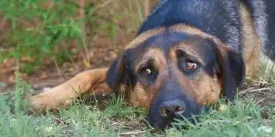 El WhatsApp que usan en Catamarca para frenar el maltrato animal