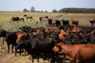 Denunció la desaparición de tres novillos, pero el campo le guardaba una peor noticia