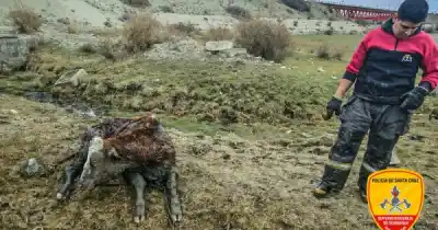 Un vacuno quedó atrapado en el barro y lo que hicieron los bomberos para sacarlo