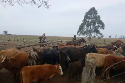 Allanamientos por abigeato en Corrientes: 60 vacunos secuestrados y dos demorados