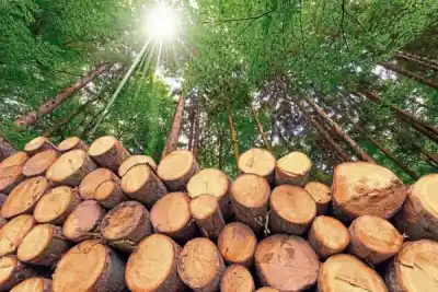 La forestal Tapebicuá vuelve a moverse: 300 familias esperan entrar y piden una visita clave