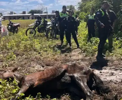 En un campo de siembra, un equino no podía levantarse del suelo