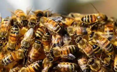 Salieron a patrullar y se toparon con un hombre rodeado de abejas: lo que hicieron los policías
