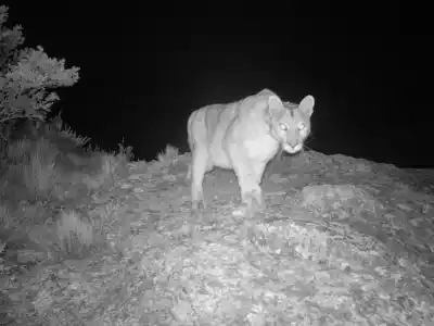 Un puma apareció cerca de las fincas de Zonda y los vecinos ya tomaron recaudos