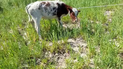 Los encontraron adentro de una finca de Sarmiento y no era lo único que dejaron atrás