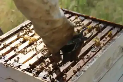 Alto Valle: 9 millones de abejas muertas y una advertencia que nadie quiere escuchar