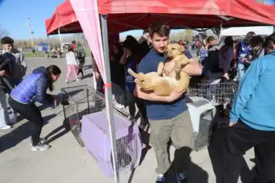 Neuquén prepara dos jornadas para los animales: castraciones, vacunas y una caminata que ya tiene todo listo
