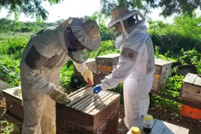 El hallazgo en dos apiarios de Corrientes y Chaco que cambia lo que se creía sobre las abejas