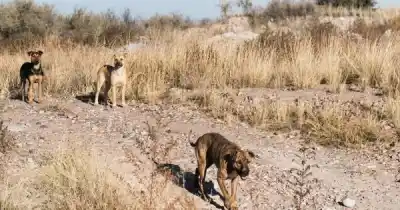 Cafayate estudia que los dueños paguen la estadía de sus perros si los encuentran en la calle
