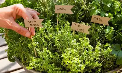 Primavera en Chubut: el truco de los esquejes para multiplicar tus aromáticas sin gastar un peso