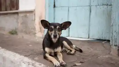 Lanzó una ley para castigar el maltrato animal: lo que casi nadie sabe del vacío legal que quiere cerrar