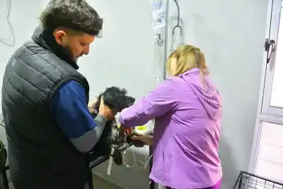 Castelli: más de 100 mascotas ya pasaron por la Veterinaria Municipal, pero hay un dato que pocos conocen