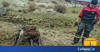 Una vaca quedó atrapada en el barro de un desagüe y lo que hicieron para rescatarla duró casi dos horas