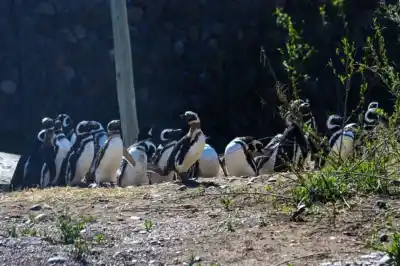 Los 43 pingüinos que llegaron a Bubalcó ya tienen nuevo hogar, pero hay algo que todavía no descubrieron