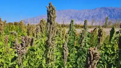 La quinua avanza en San Juan: el dato que entusiasma a los productores
