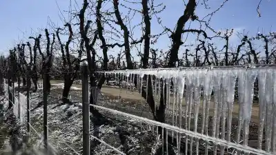 Las heladas no dieron tregua en San Juan: la cifra que preocupa a los productores