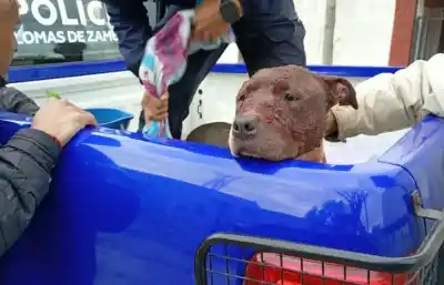 Un pitbull se metió en el patio de una casa de Temperley y lo que dejó atrás obligó a llamar a la policía