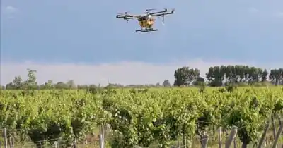 El vino mendocino se hace con drones e IA: el número que sorprendió al INTA
