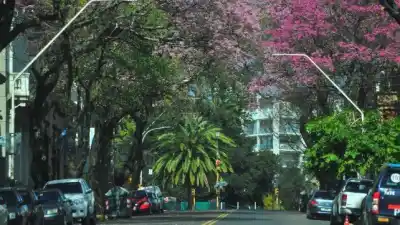 El árbol más antiguo de Paraná tiene 400 años y una historia que casi nadie conoce