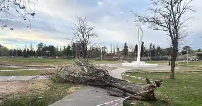 El Zonda no da tregua en Mendoza: un gigante cayó en el Predio de la Virgen y ya hay más de 60 destrozos