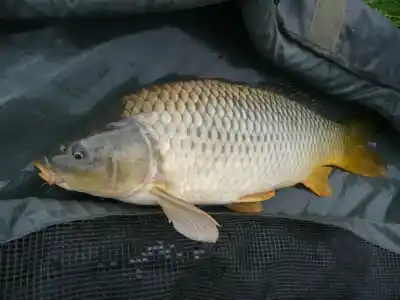 Río Negro avanza con un plan para transformar a la carpa en alimento balanceado