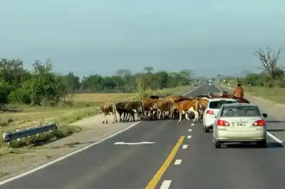 La nueva ruta 38 no los detuvo: lo que apareció en el kilómetro 772 y nadie frenó a tiempo