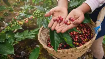 Tucumán no produce café y un grupo de productores ya tiene 200.000 plantas para cambiar eso