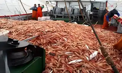 El langostino ya tiene precio nuevo, pero falta destrabar una firma clave antes de zarpar