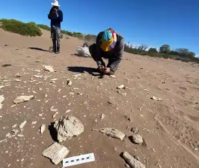 Hallaron huesos gigantes enterrados en los médanos de un campo pampeano: lo que apareció a 150 metros cambió todo