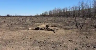 Incendios en San Rafael: el dato que nadie miraba y que casi nadie controla