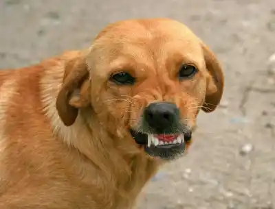 El ataque del perro negro en Angaco terminó en los tribunales: quién pagó y cuánto