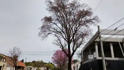 Paraná: el lapacho blanco que nadie mira y una obra que lo estaría matando