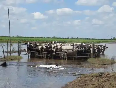 El Niño 2026-2027: el plan de Corrientes que busca evitar pérdidas millonarias en el campo