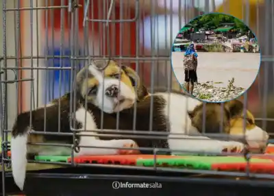 Compraron un cachorro por Facebook y días después vivieron una pesadilla: ya hay un vendedor identificado