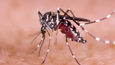 San Juan se blinda contra el dengue: la advertencia que nadie quiere escuchar