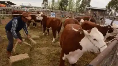 Roca se prepara para tres días de campo: lo que nadie esperaba es que la entrada salga tan barata