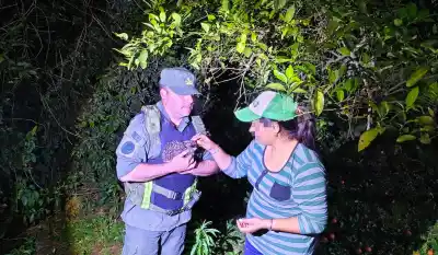 Una cría de gato tirica fue atacada por una jauría en Colonia Aurora y los gendarmes no dudaron