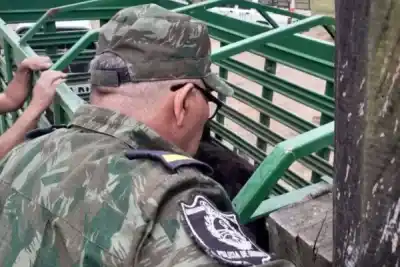 Le encontraron 22 terneros en el camión, pero solo tres tenían marca: la millonaria multa que pagó