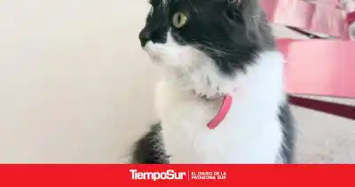 La gata que se adueñó del aeropuerto de El Calafate y desata furor en las redes