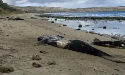 Misterio en el mar: la bacteria que está matando a los ballenatos del Chubut tiene un dato clave