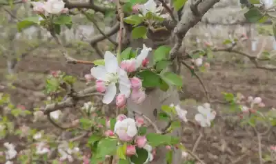 La floración viene "impresionante" en Roca, pero hay un enemigo silencioso que puede arruinarlo todo