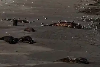Encontraron seis ballenas y lobos marinos muertos en Península Valdés: nadie sabe todavía por qué