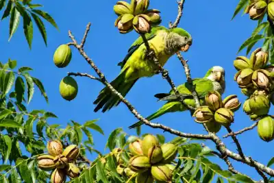 Las bandadas que arrasan una plantación entrerriana: "De 300 plantas no dejaron ninguna"