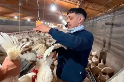 Dejó Medicina, trabajó en un peladero de pollos y creó una app que ya usan en 11 granjas