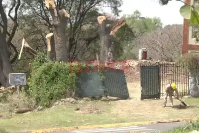 Talan árboles centenarios en Paraná y los vecinos apuntan a una obra: ¿qué encontraron en el terreno?
