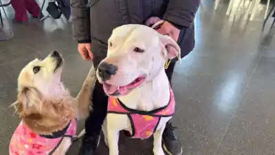 Vacuna gratis para perros y gatos: el lunes hay una jornada en Santa Rosa