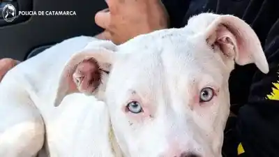 Una denuncia por la desaparición de su mascota destapó lo que había en una casa del barrio 100 Viviendas Sur