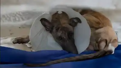 Detienen a un hombre tras hallar a un perro con graves heridas abandonado en una ruta