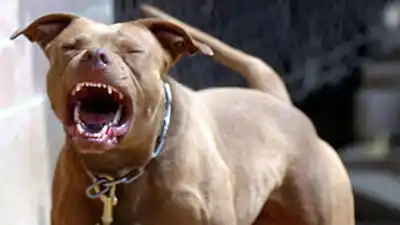 Un perro se escapó, atacó a otro en plena vereda y su dueño terminó lastimado