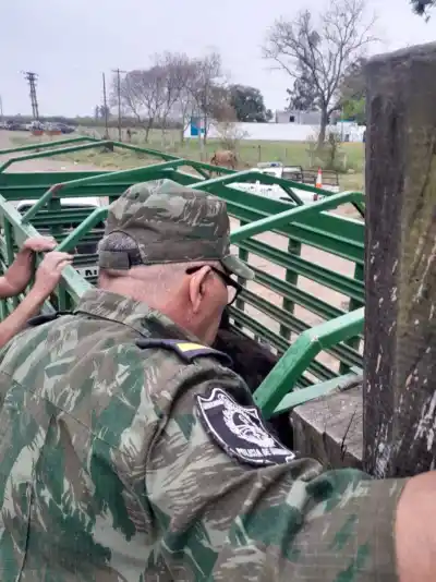 Un camión jaula circulaba por Curuzú Cuatiá: lo que la Policía no pudo comprobar adentro los complicó